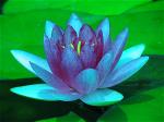blue-flower-green-lotus-meditation-photography-686d59902e400e2791face1ccbd0da03-h