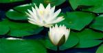 lotus-white-833x435